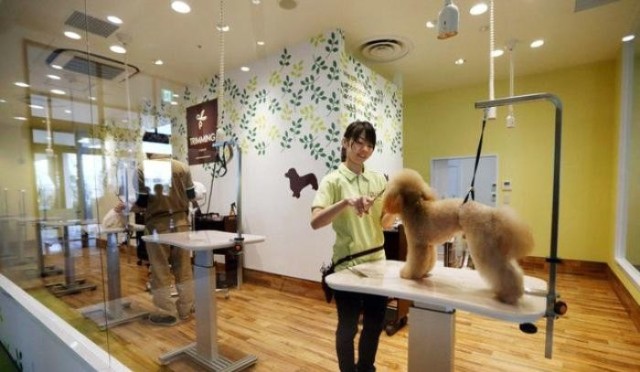 寵物店專業(yè)寵物服務(wù) 關(guān)愛與品質(zhì)的完美結(jié)合