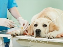 上海寵物醫(yī)院與寵物服務(wù)全解讀