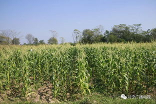 掌上菜園上線啦，動(dòng)動(dòng)手指就上菜