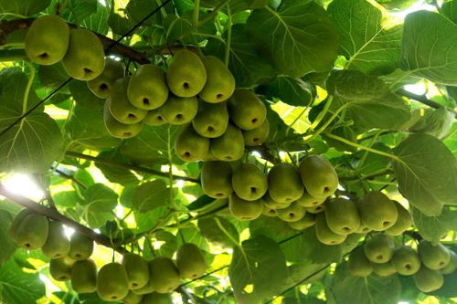 萬盛 做強特色農業，暢通“郵運通”，家禽家畜產業賦能鄉村振興