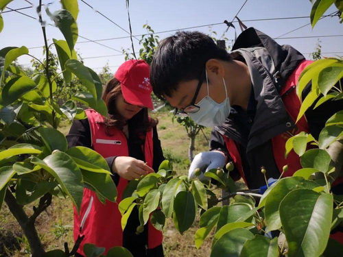 豐收，是最美的色彩——家禽家畜篇